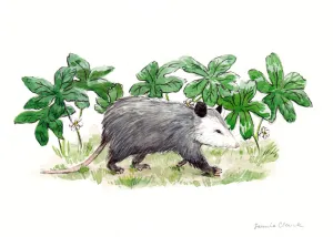 Opossum & May Apple ~ Watercolor Painting